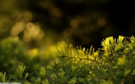 Хвойное дерево