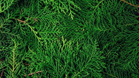 Туя с красной хвоей