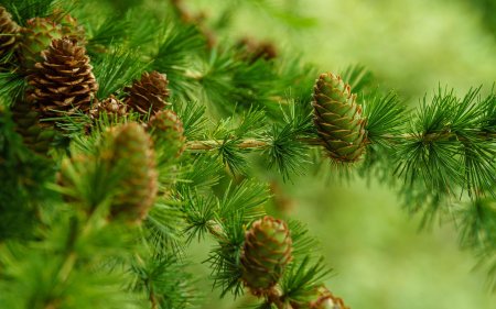 Сосна ель лиственница шишки