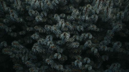 Ель голубая