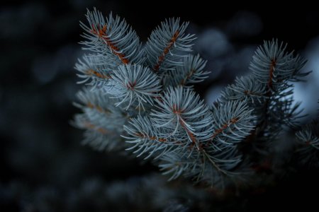 Голубая ель