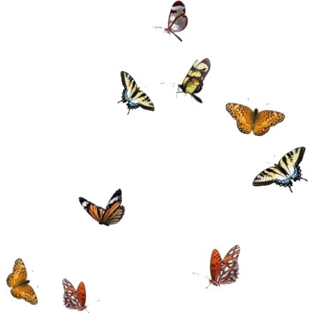 Много бабочек