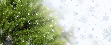 Ель в снегу