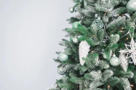 Елка серебристая