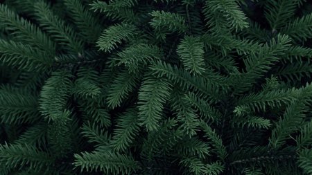 Еловые ветки фон