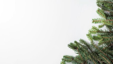 Ветка Еловая