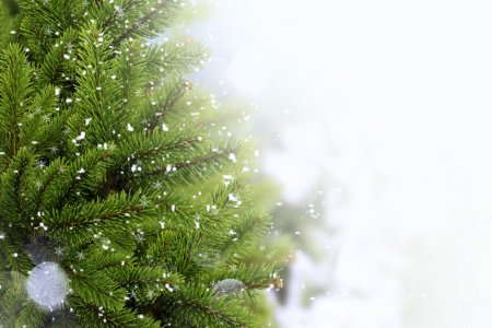 Ветка Еловая