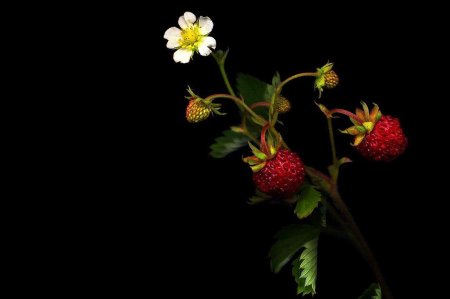 Лесная земляника