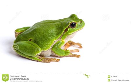 Квакша на белом фоне