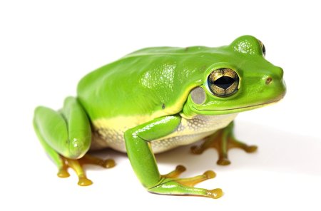 Зеленая лягушка