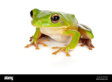 Литория лягушка