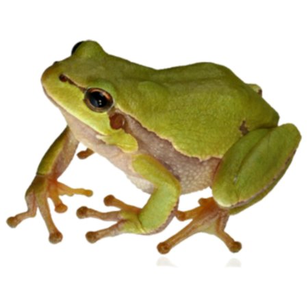 Озерная лягушка на белом фоне