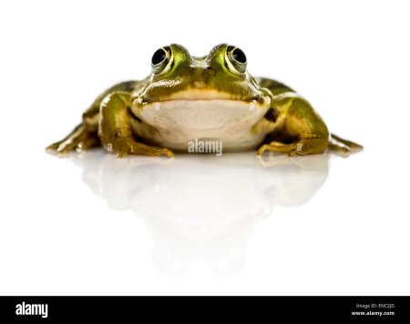 Лягушка Прудовая на белом фоне