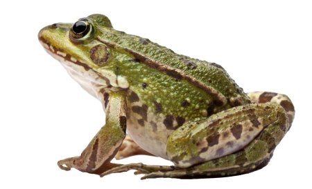 Лягушка Прудовая съедобная
