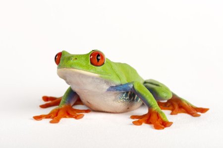 Лягушка квакша