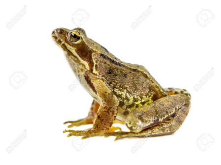 Pelophylax lessonae