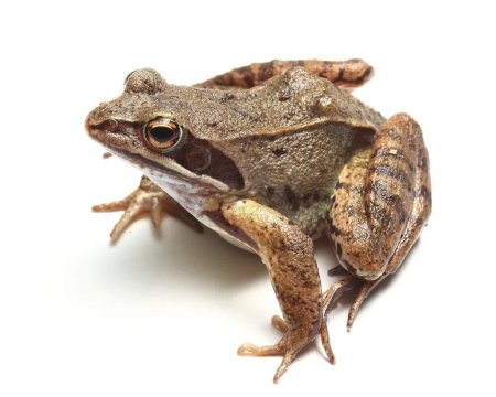 Rana temporaria