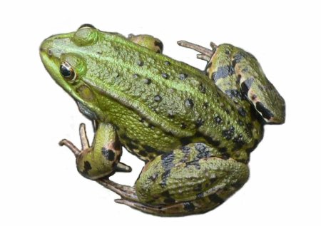 Лягушка квакша