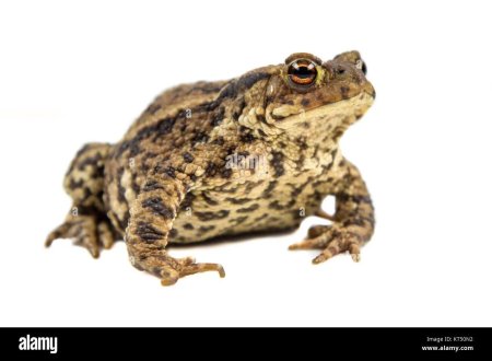 Обыкновенная жаба