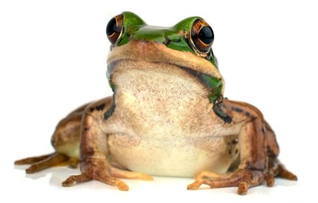 Жаба лягушка