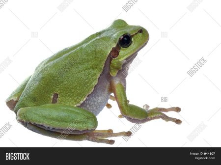 Древесная лягушка квакша обыкновенная