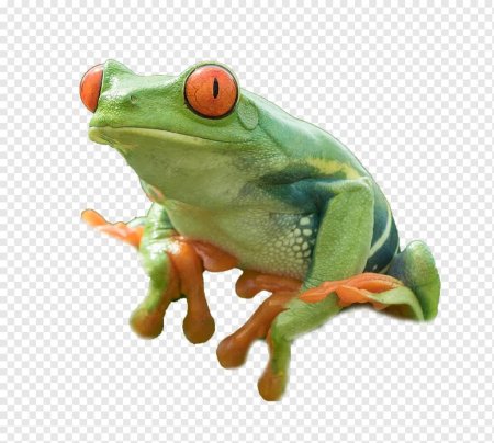 Тропическая квакша