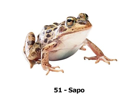 Жаба на белом фоне