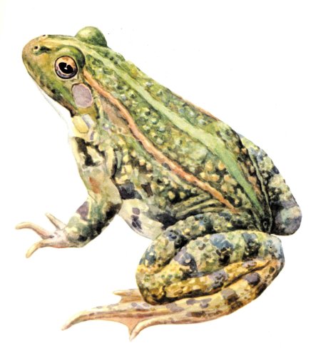 Озерная лягушка