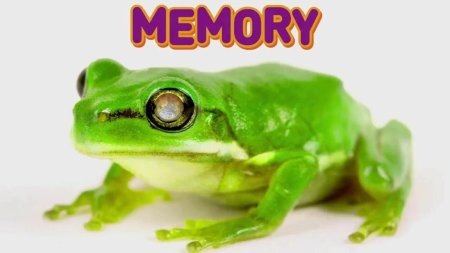 Лягушка Грин Фрог