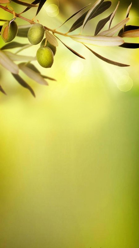 Оливковые обои