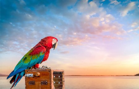 Попугай ред Паррот