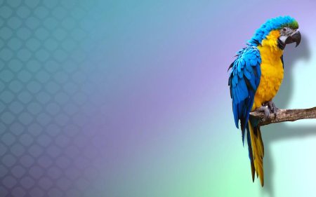 Сенегальский попугай