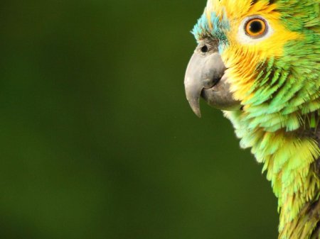 Желтоголовый Амазон