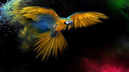 Попугай ара