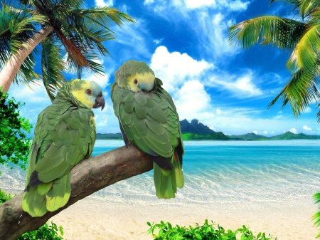 Амазон попугай