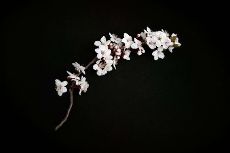 Ветка Сакуры