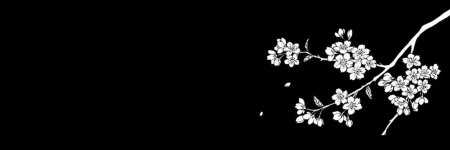 Ветка Сакуры на черном фоне
