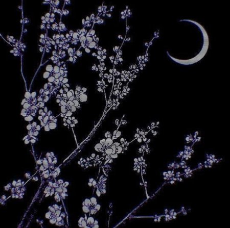 Ветка Сакуры на темном фоне