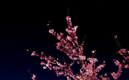 Цветы Сакуры на черном фоне
