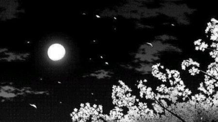 Черно белая сакура