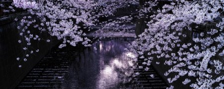 Листва Сакуры