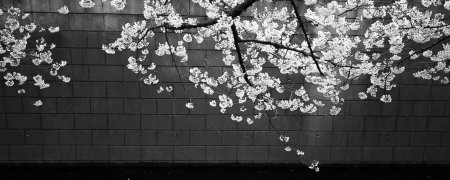 Белая сакура