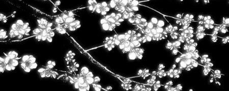 Сакура черно белая