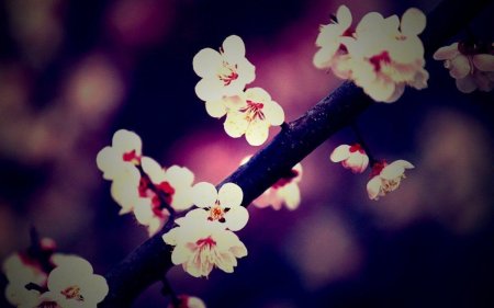 Белая Сакура