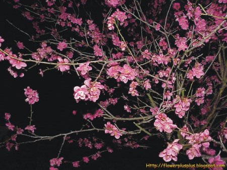 Сакура кустовая "Ханами"