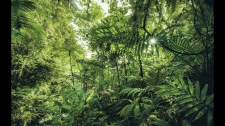 Фреска джунгли Komar