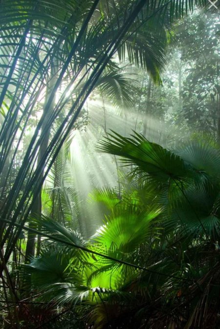 Тропикал Рейнфорест