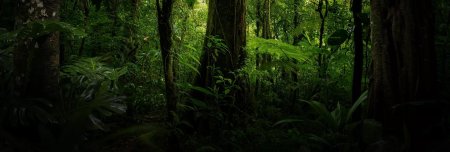 Влажные тропические леса