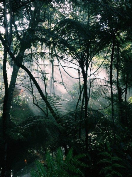 Тропические леса