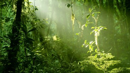 Коста рика тропический лес